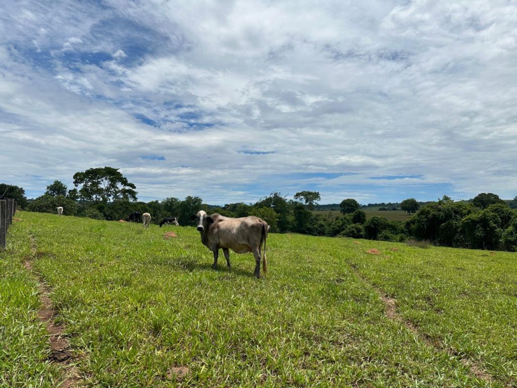 Fazenda à venda com 5 quartos, 67200m² - Foto 10