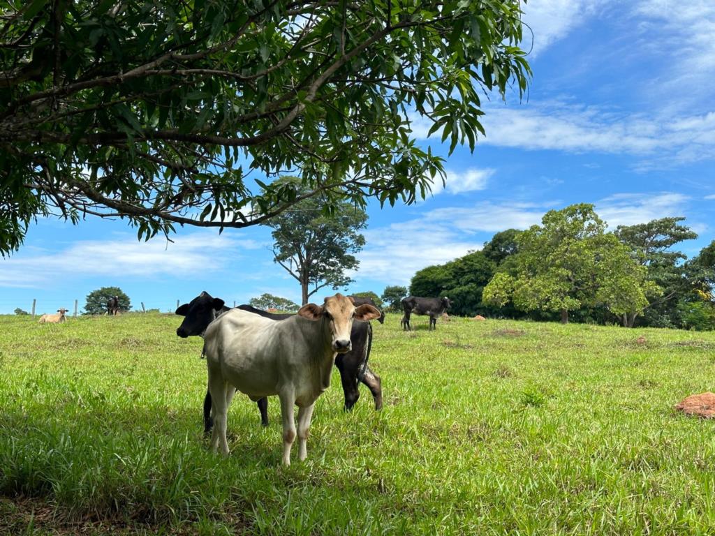 Fazenda à venda com 5 quartos, 67200m² - Foto 2