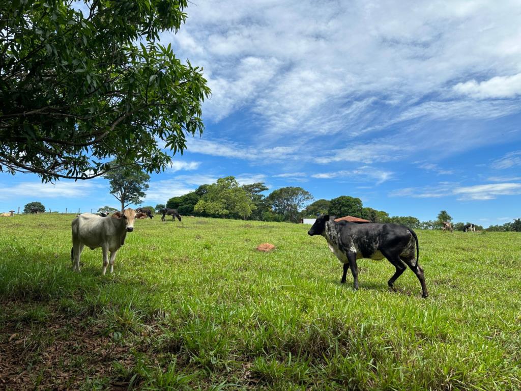 Fazenda à venda com 5 quartos, 67200m² - Foto 3